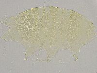 Echiniscus trisetosus image