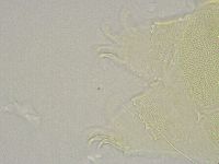 Echiniscus trisetosus image