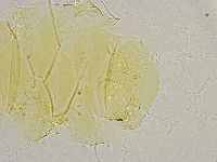 Echiniscus trisetosus image