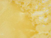 Echiniscus trisetosus image