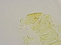 Echiniscus trisetosus image