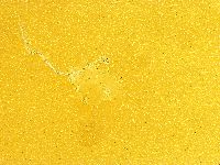 Echiniscus trisetosus image