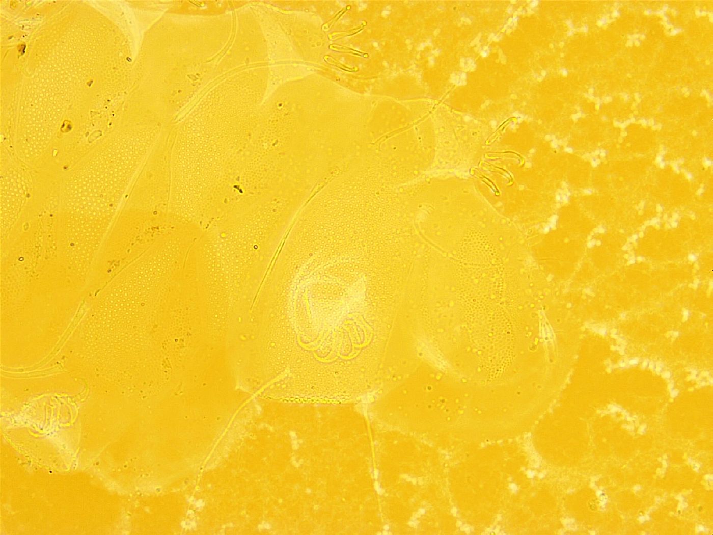 Echiniscus trisetosus image