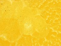 Echiniscus trisetosus image