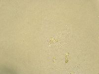 Echiniscus trisetosus image
