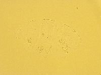 Echiniscus trisetosus image