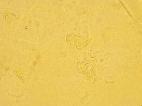 Echiniscus trisetosus image