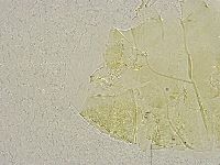 Echiniscus trisetosus image