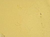Echiniscus trisetosus image