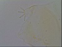 Echiniscus trisetosus image