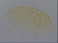 Echiniscus trisetosus image