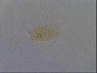 Echiniscus trisetosus image
