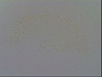 Ramazzottius oberhaeuseri image
