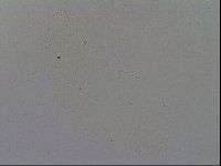 Ramazzottius oberhaeuseri image
