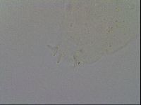 Ramazzottius oberhaeuseri image