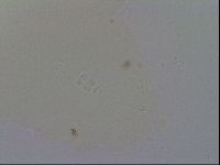 Hypsibius convergens image