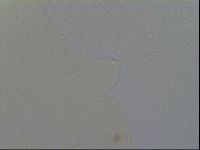 Hypsibius convergens image