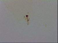 Hypsibius convergens image