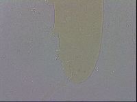 Hypsibius convergens image