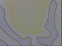 Hypsibius convergens image