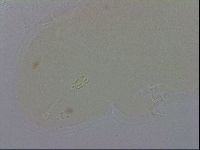 Hypsibius convergens image