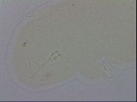 Hypsibius convergens image