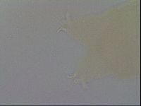Ramazzottius oberhaeuseri image