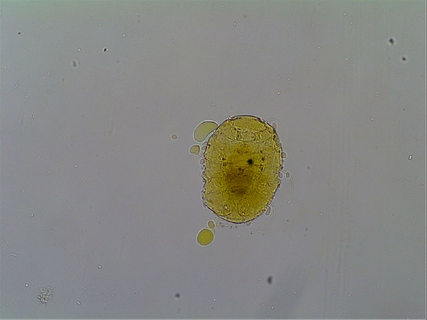 Echiniscus trojanus image