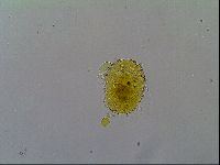 Echiniscus trojanus image