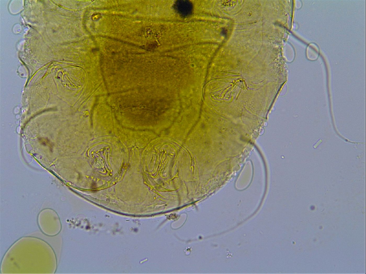 Echiniscus trojanus image