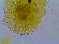 Echiniscus trojanus image