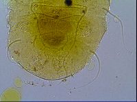 Echiniscus trojanus image