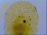 Echiniscus trojanus image