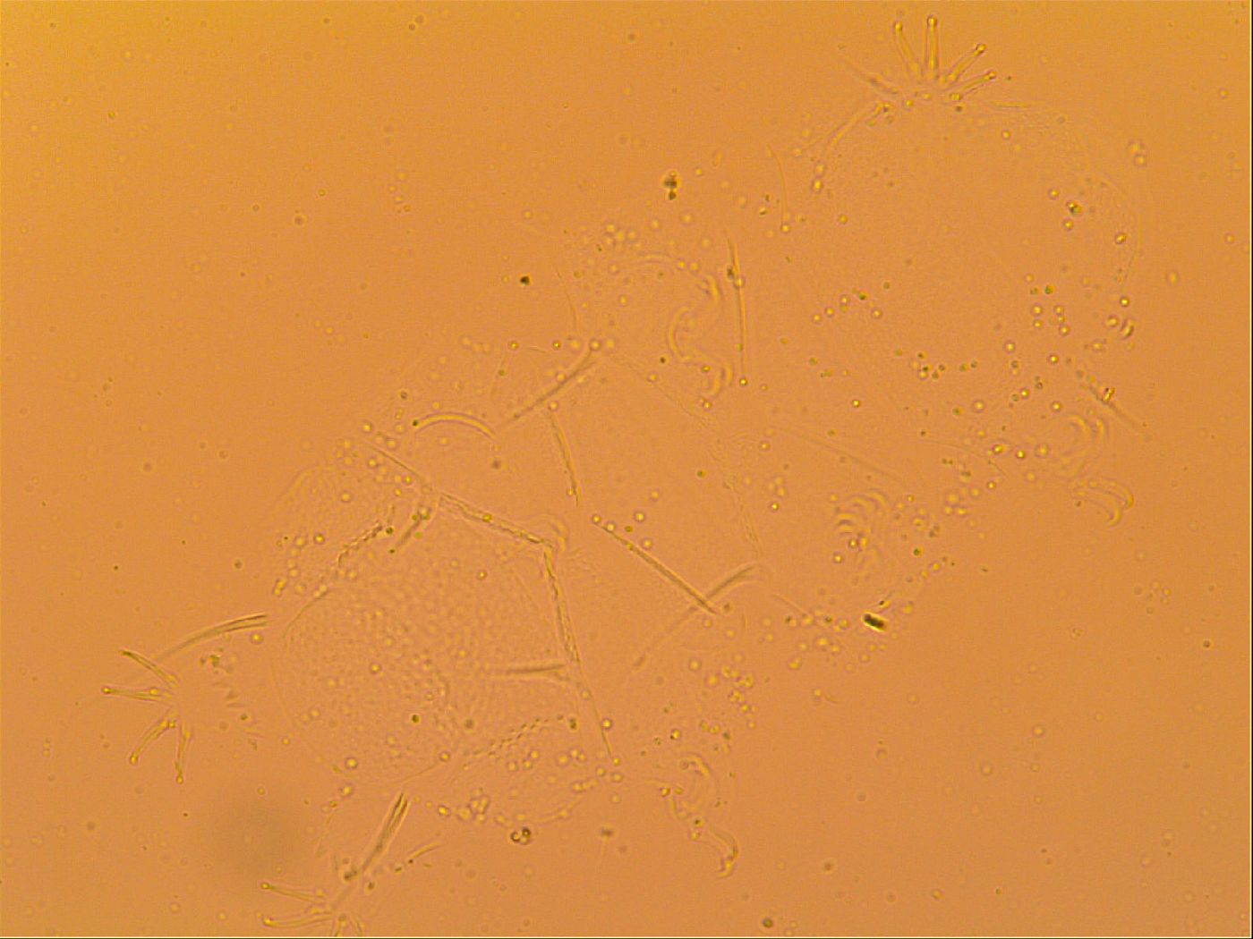 Echiniscus velaminis image