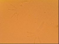 Echiniscus velaminis image