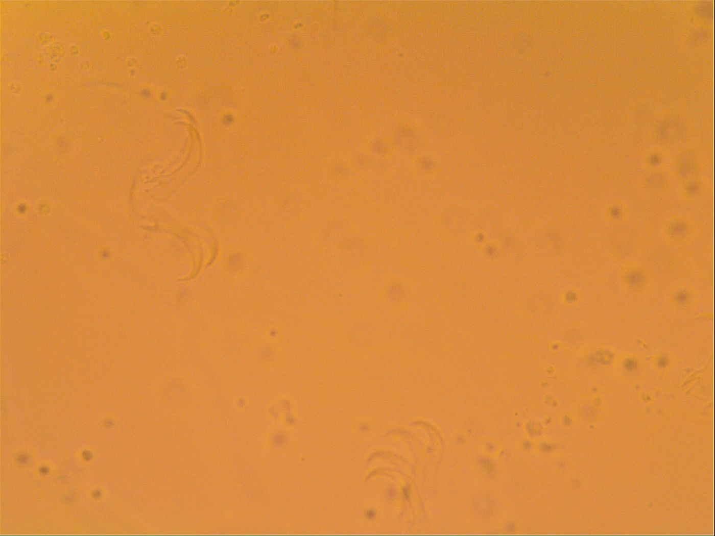 Echiniscus velaminis image