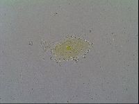 Echiniscus velaminis image
