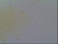 Echiniscus velaminis image