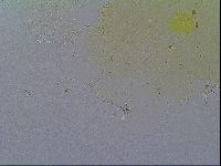 Echiniscus velaminis image