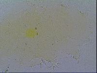 Echiniscus velaminis image