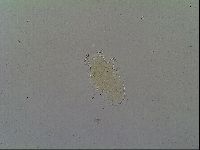 Echiniscus velaminis image