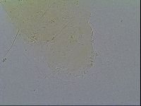 Echiniscus velaminis image