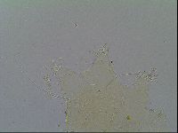 Echiniscus velaminis image