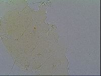 Echiniscus velaminis image