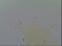 Echiniscus velaminis image