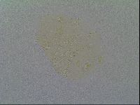 Echiniscus vinculus image