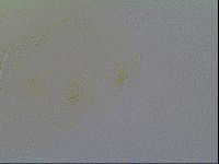 Echiniscus vinculus image