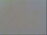 Echiniscus vinculus image
