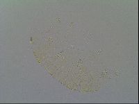 Echiniscus vinculus image