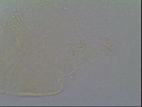 Echiniscus vinculus image
